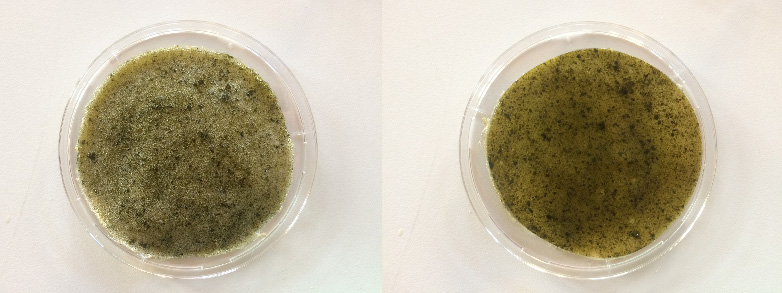 bioresin seaweed